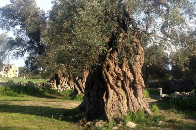 Bandi Psr Puglia: in arrivo due bandi da 42 milioni per il reimpianto degli ulivi