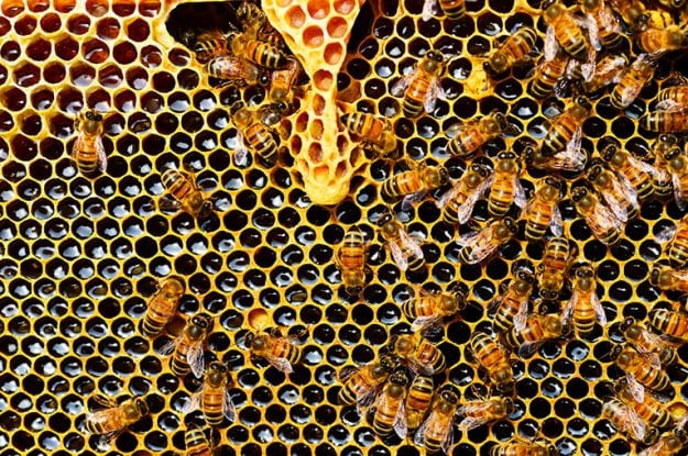 Greenpeace: «I neonicotinoidi mettono gravemente a rischio le api». L’EFSA conferma.
