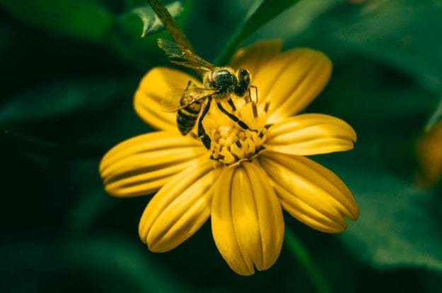 L’appello degli scienziati su api e pesticidi: riconsideriamo il modo di coltivare per salvare il pianeta