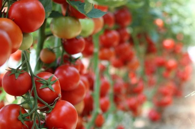 CIBUS 2018: pomodoro da industria bio e i plus della filiera produttiva