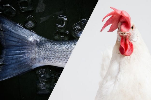 Parte la campagna informativa del CREA: “Fish&Chicken” biologico