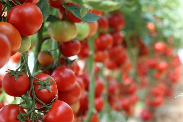 Biofertilizzanti, resa e qualità anche sui pomodori da industria biologica