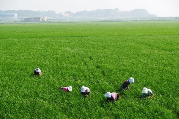 Obbligo di tracciabilità per il riso biologico