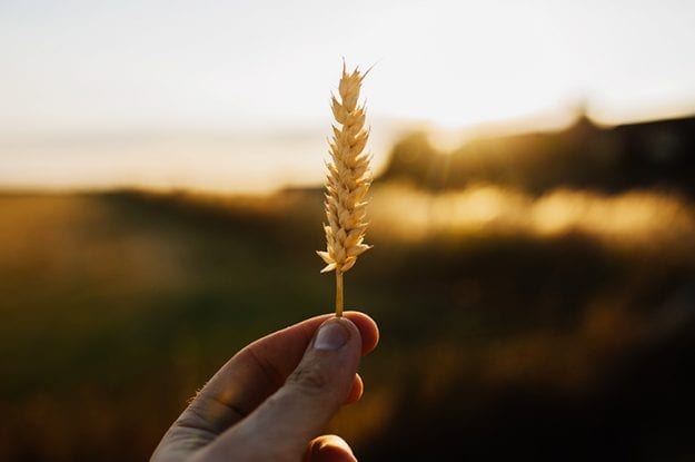 Puglia: deroga per le rotazioni colturali del grano duro bio