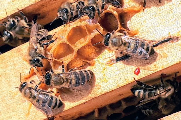 “Save Bees and Farmers! Verso un’agricoltura favorevole alle api per un ambiente sano”