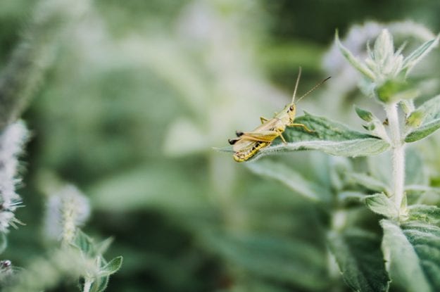 Negli ultimi trent’anni un quarto degli insetti in meno