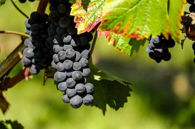 MENO PLASTICA IN VIGNETO E CANTINA, SVOLTA GREEN IN EMILIA-ROMAGNA