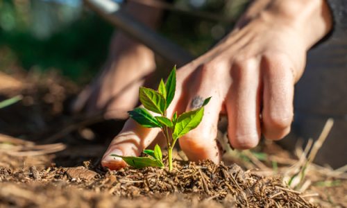 L’AGRICOLTURA BIODINAMICA PREMIATA DALLA SCIENZA