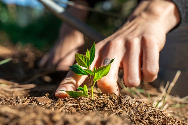 L’AGRICOLTURA BIODINAMICA PREMIATA DALLA SCIENZA