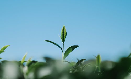 CONSERVARE I PARENTALI SPONTANEI DELLE SPECIE COLTIVATE PER UN’AGRICOLTURA SOSTENIBILE